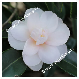 Camellia Hybrid 'Winter's Rose '