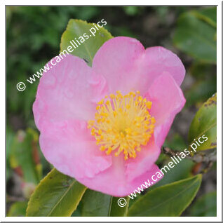 Camellia Hybrid 'Winter's Star'