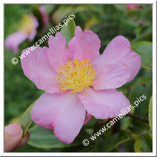 Camellia Hybrid 'Winter's Star'