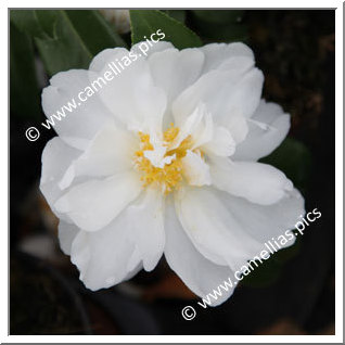 Camellia Hybrid 'Winter's Waterlily'