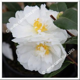 Camellia Hybrid 'Winter's Waterlily'
