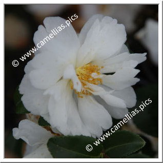 Camellia Hybrid 'Winter's Waterlily'