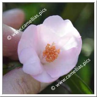 Camellia Hybrid 'Winton'