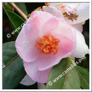 Camellia Hybrid 'Winton'