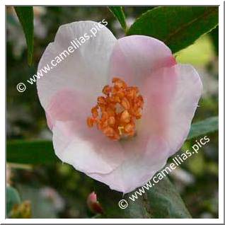 Camellia Hybrid 'Winton'