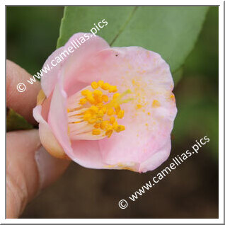 Camellia Hybrid 'Wirlinga Belle'