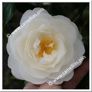 Camellia Japonica 'Witman Yellow'