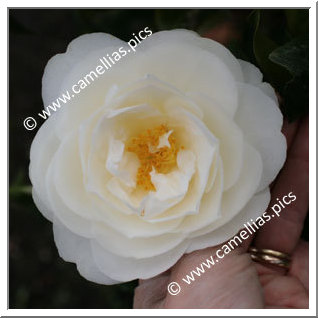 Camellia Japonica 'Witman Yellow'