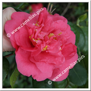 Camellia Japonica 'Wonderland'