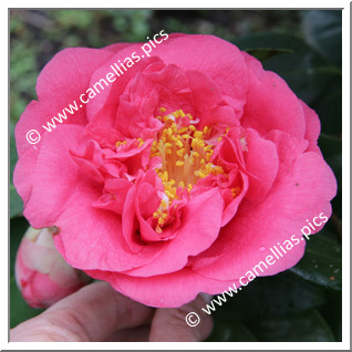 Camellia Japonica 'Wonderland'