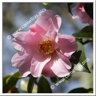 Camellia Hybride C.x williamsii 'Wood Nymph'