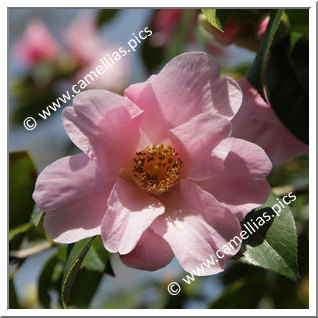 Camellia Hybrid C.x williamsii 'Wood Nymph'