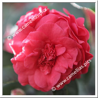 Camellia Japonica 'Woodsii'