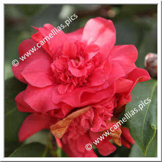 Camellia Japonica 'Woodsii'