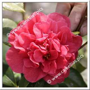 Camellia Japonica 'Woodville Red'