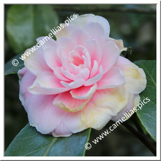 Camellia Japonica 'Contessa Woronzoff'