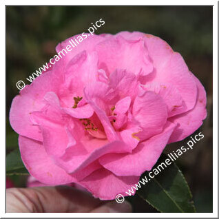 Camellia Hybrid C.x williamsii 'Wynne Rayner'