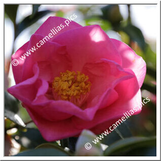 Camellia Hybride C.x williamsii 'Wynne Rayner'