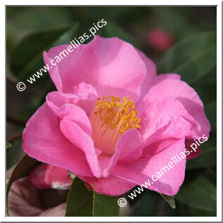 Camellia Hybrid C.x williamsii 'Wynne Rayner'