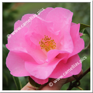 Camellia Hybride C.x williamsii 'Wynne Rayner'