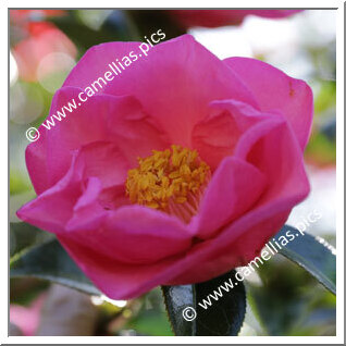 Camellia Hybrid C.x williamsii 'Wynne Rayner'