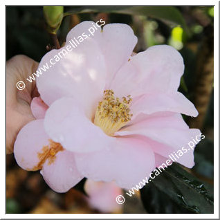 Camellia Hybride 'Xeremia '