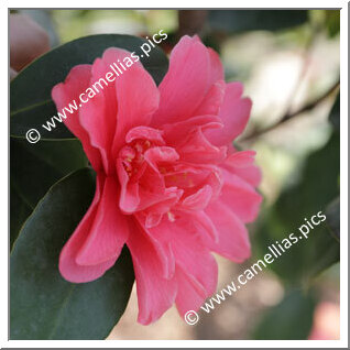 Camellia Hybride 'Xiameng Hualin'