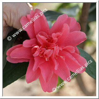 Camellia Hybride 'Xiameng Hualin'