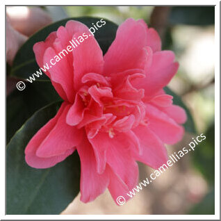 Camellia Hybrid 'Xiameng Hualin'