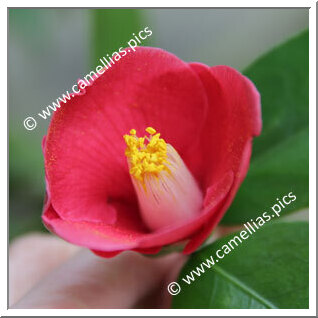 Camellia Japonica 'Yabu-tsubaki'