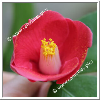 Camellia Japonica 'Yabu-tsubaki'