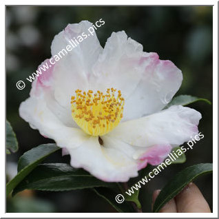 Camellia Sasanqua 'Yae-arare'