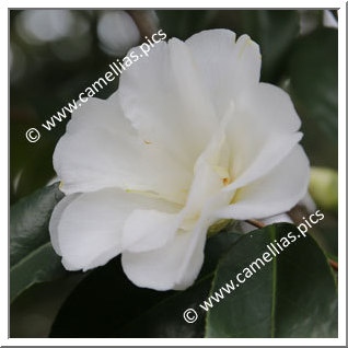 Camellia Japonica 'Yae-shiro-wabisuke'