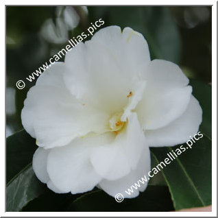 Camellia Japonica 'Yae-shiro-wabisuke'