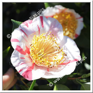 Camellia Higo Camellias 'Yamato-nishiki'