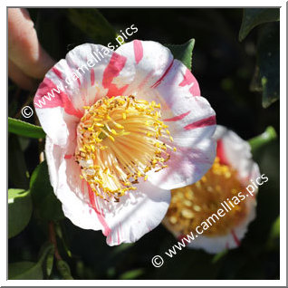 Camellia Higo Camellias 'Yamato-nishiki'