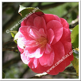 Camellia Japonica 'Yann'