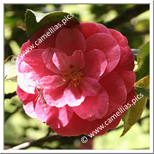 Camellia Japonica 'Yann'