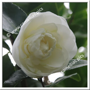 Camellia Japonica 'Yasuyuxi'
