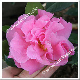 Camellia Hybride C.x williamsii 'Yesterday'