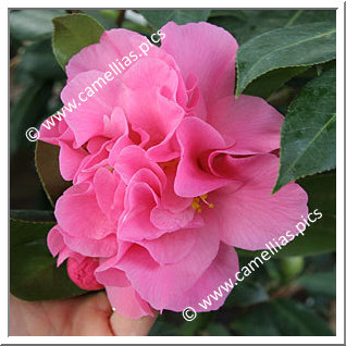 Camellia Hybrid C.x williamsii 'Yesterday'