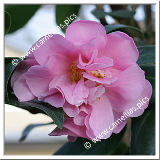 Camellia Hybride C.x williamsii 'Yesterday'