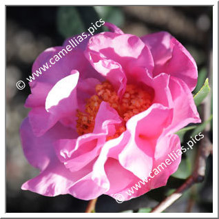 Camellia Reticulata 'Yinfen Mudan'