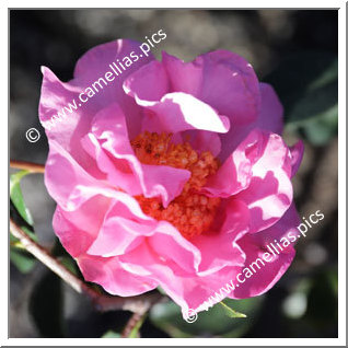 Camellia Reticulata 'Yinfen Mudan'