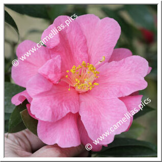 Camellia Reticulata 'Yipinhong'