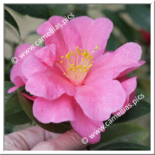 Camellia Reticulata 'Yipinhong'