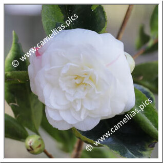 Camellia Japonica 'Yirgella'