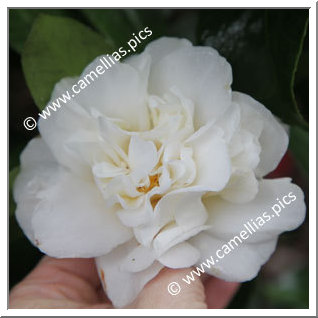 Camellia Japonica 'Yoheishiro'