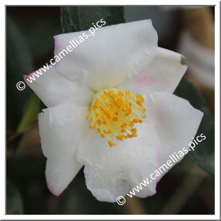 Camellia Hybrid 'Yoimachi'