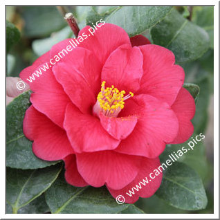 Camellia Japonica 'Yosemite'